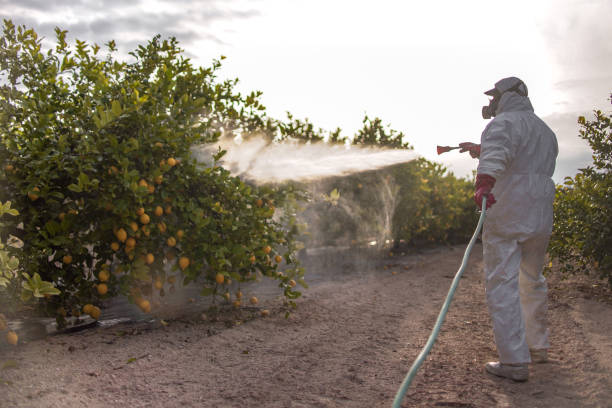 Best Rat Extermination Near Me  in Walnut Creek, CA