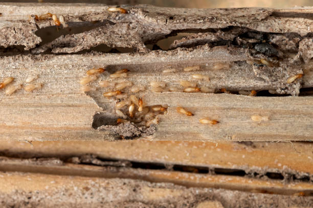 Best Best Pest Control Companies  in Walnut Creek, CA