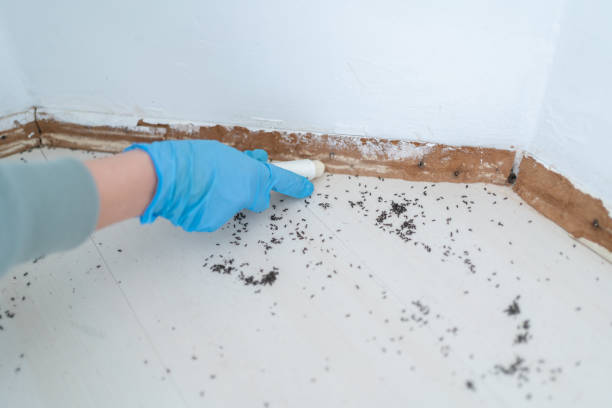 Best Residential Pest Control  in Walnut Creek, CA